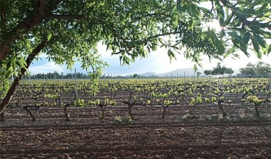 Primavera en los viñedos veguillanos