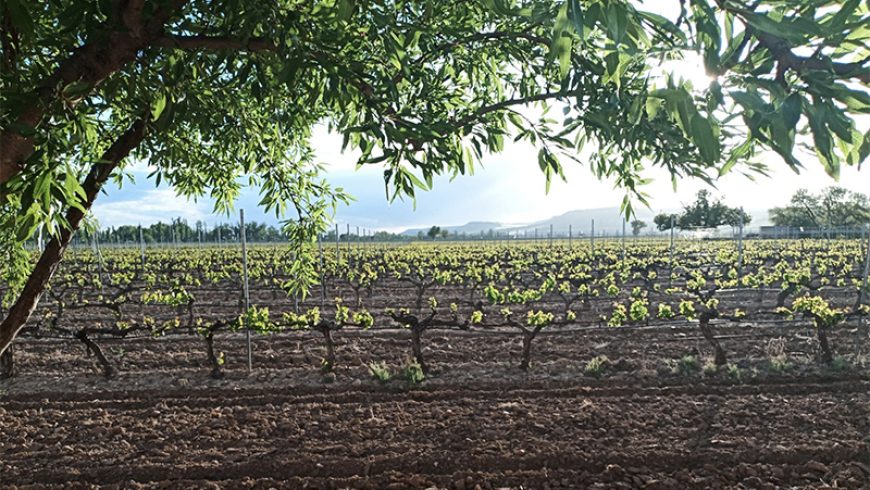 Primavera en los viñedos veguillanos